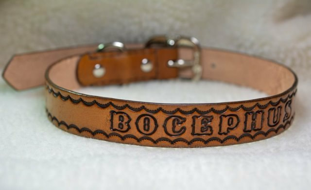 Tan Leather Dog Collar with Stamped Edge Design and Dogs Name - Bocephus